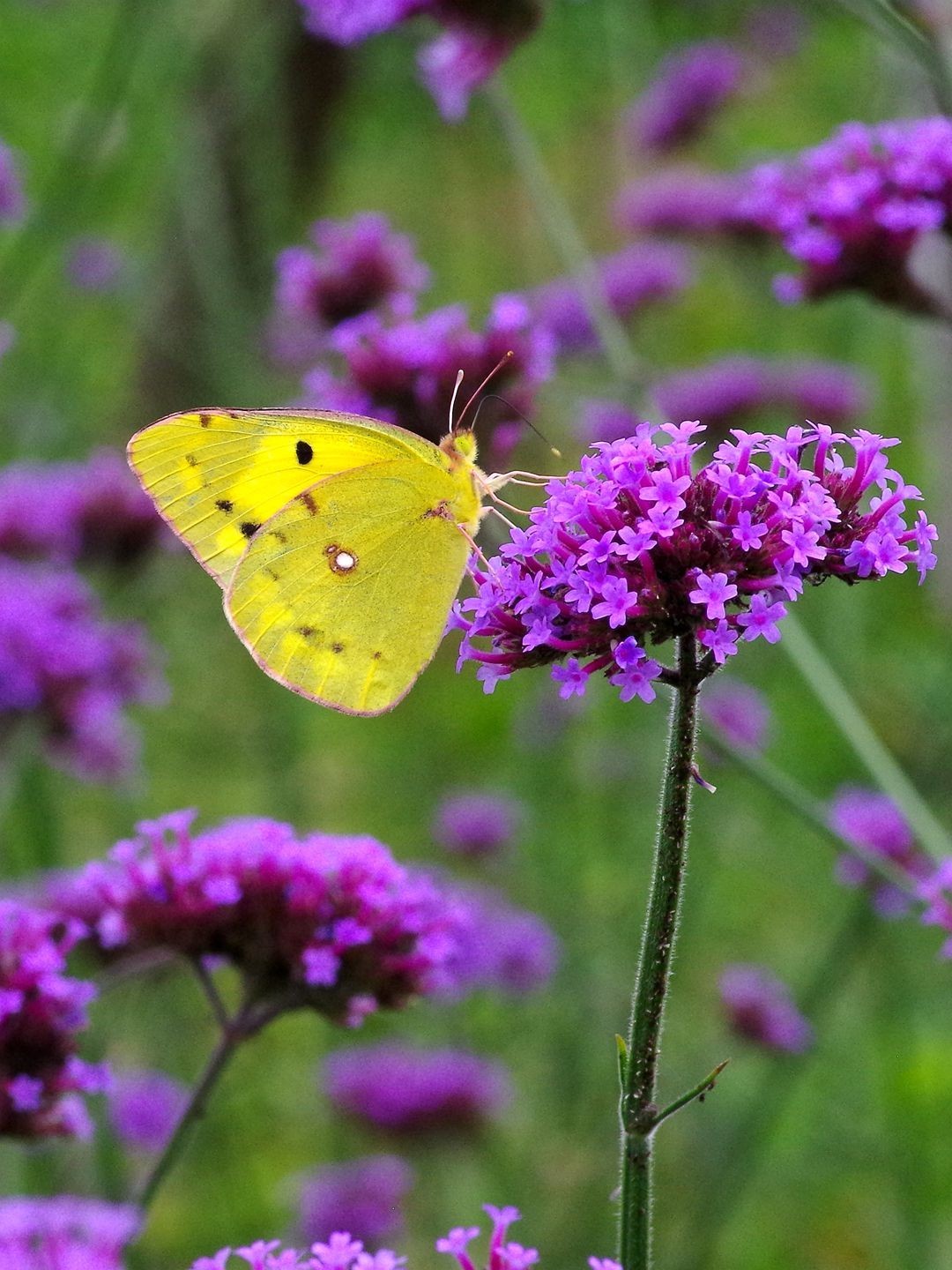 宾得K01+防水百微作品