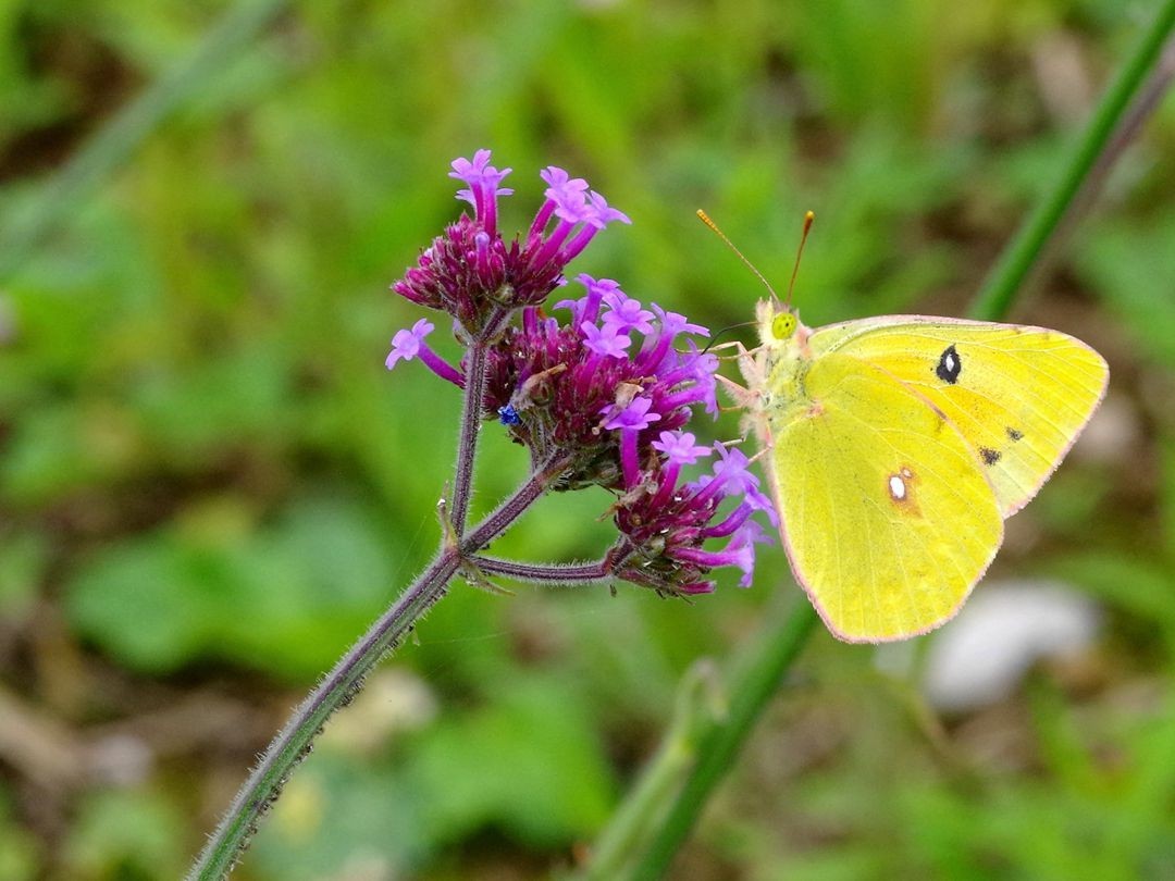 宾得K01+防水百微作品