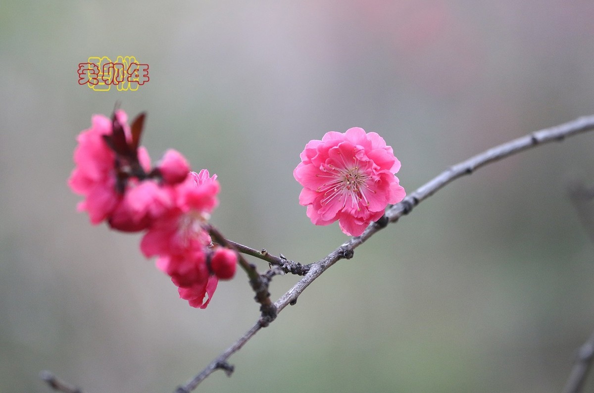 碧桃 6【2023-0297】