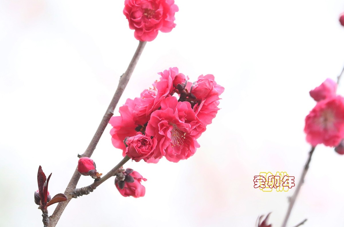碧桃 6【2023-0297】