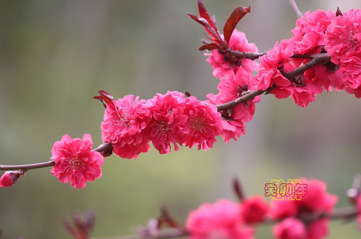 碧桃 6【2023-0297】