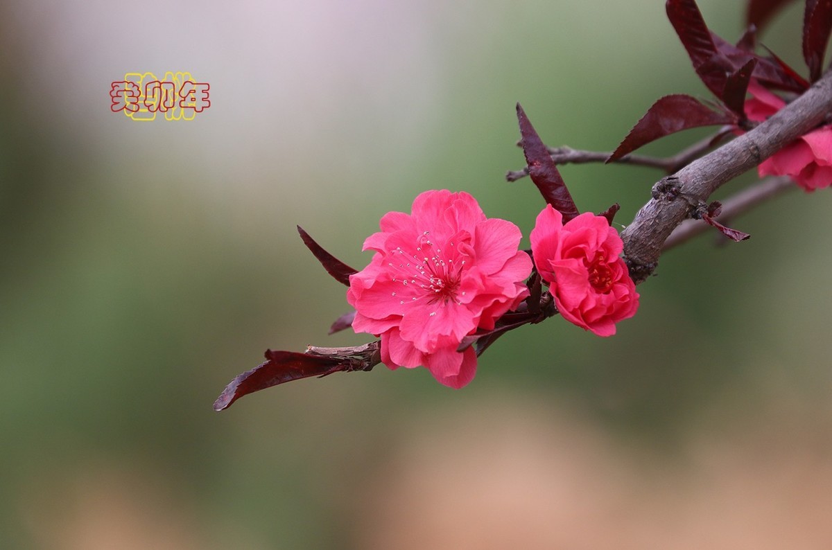 碧桃 6【2023-0297】