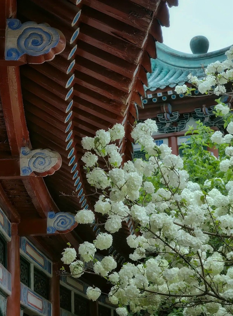 烈士公园木锈球2