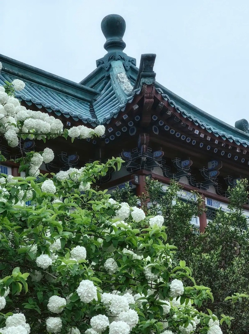 烈士公园木锈球2