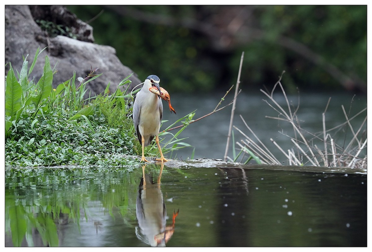 享受美餐的夜鹭（二）
