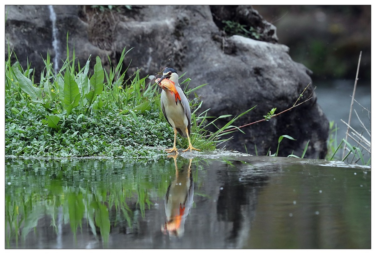 享受美餐的夜鹭（二）
