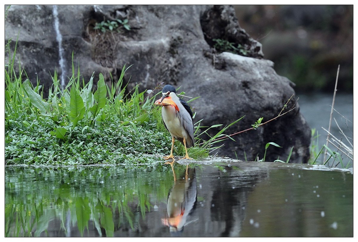 享受美餐的夜鹭（二）