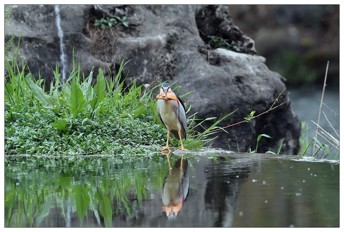 享受美餐的夜鹭（二）