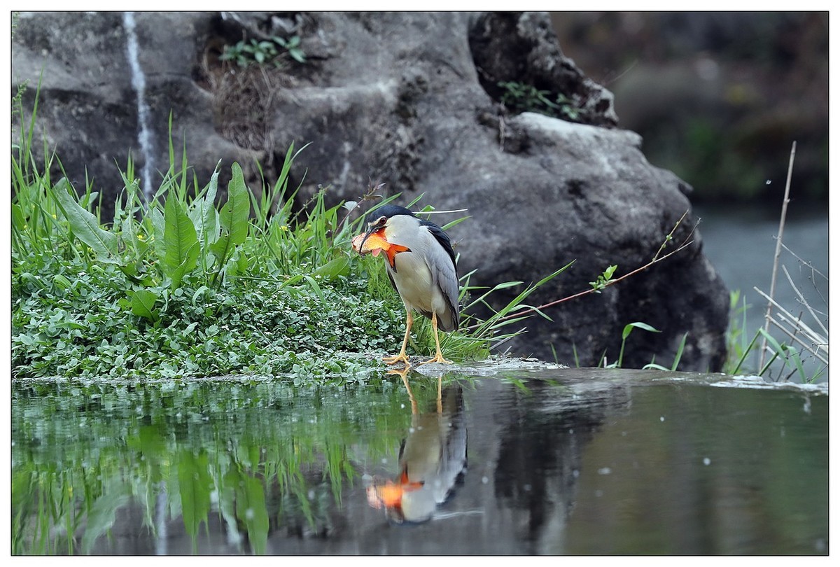 享受美餐的夜鹭（二）