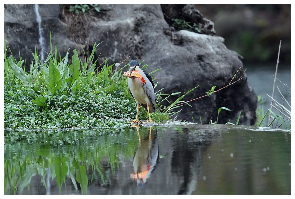 享受美餐的夜鹭（二）