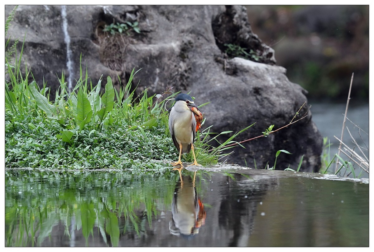 享受美餐的夜鹭（二）