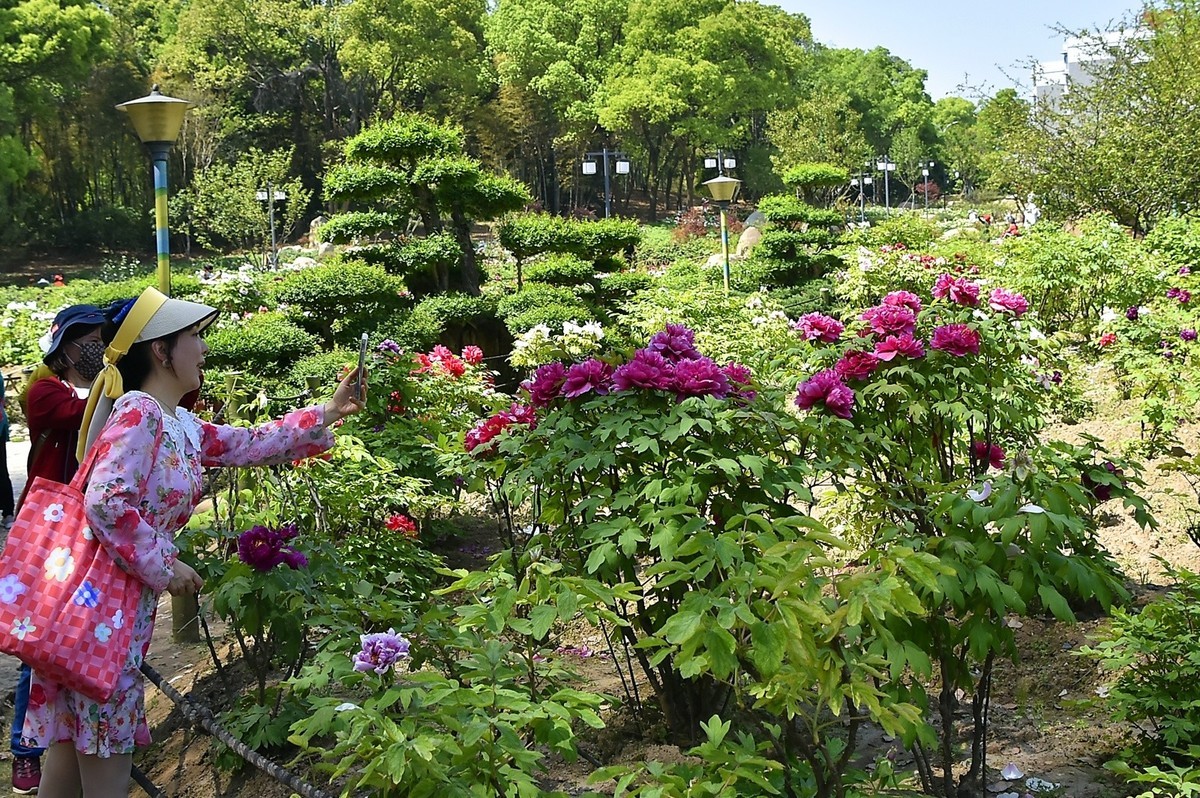 东湖牡丹园