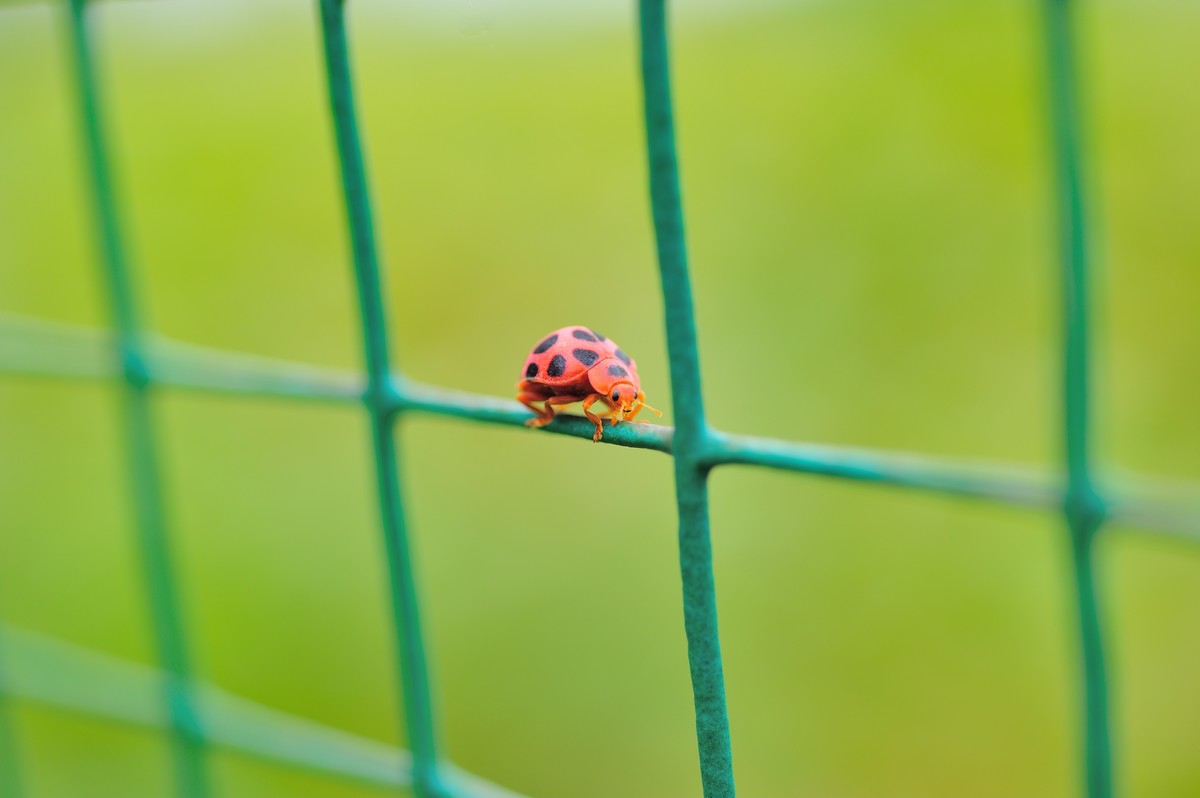 D3S+60mm微的威力