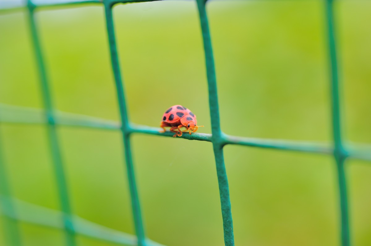 D3S+60mm微的威力