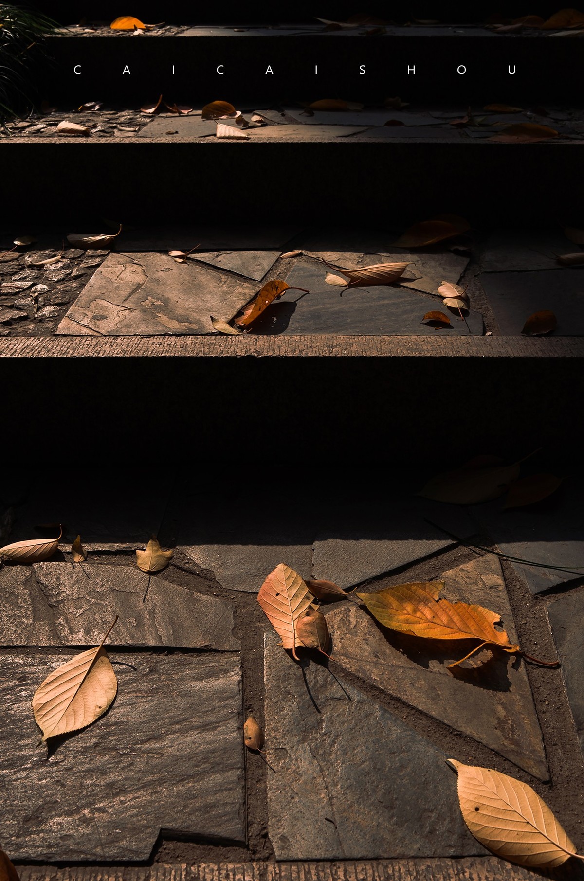 【菜々手摄影】徕卡卡片机记录秋天