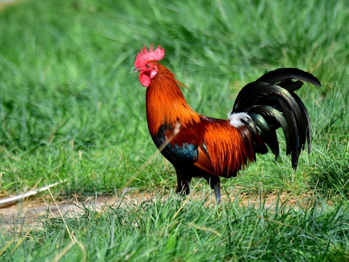 【视觉光影】大公鸡（6）