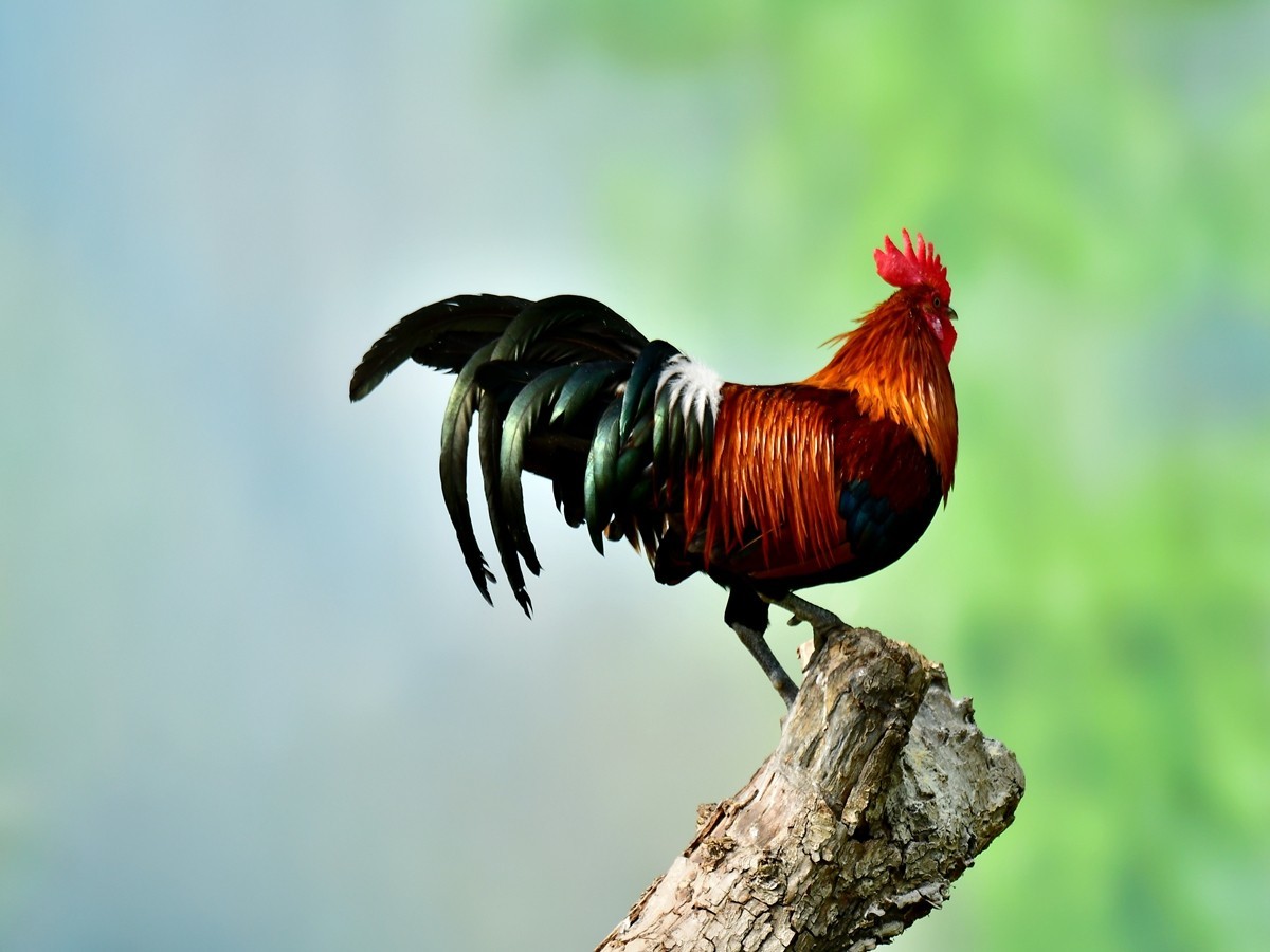 【视觉光影】大公鸡（6）