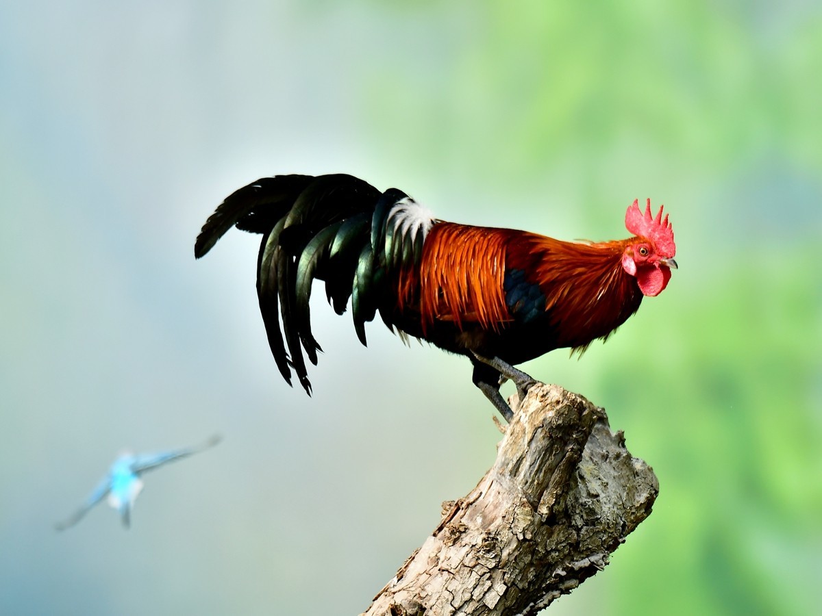 【视觉光影】大公鸡（6）