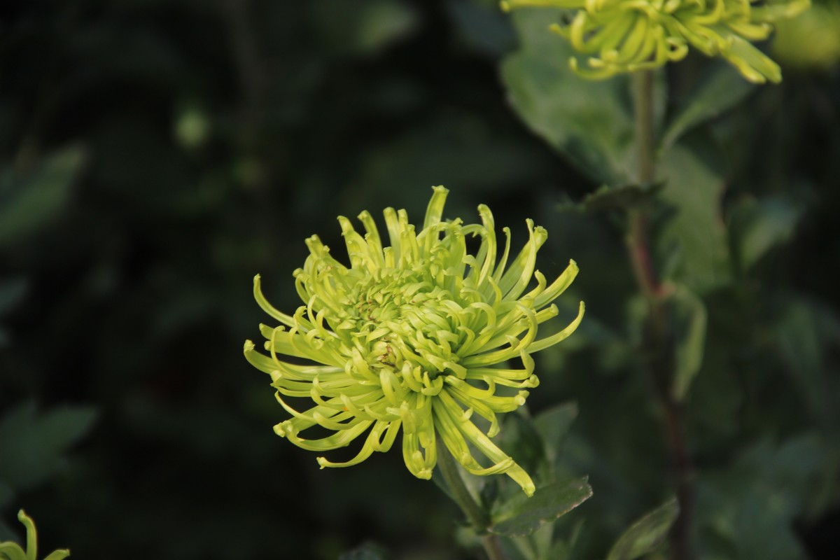 赏绿菊(6)
