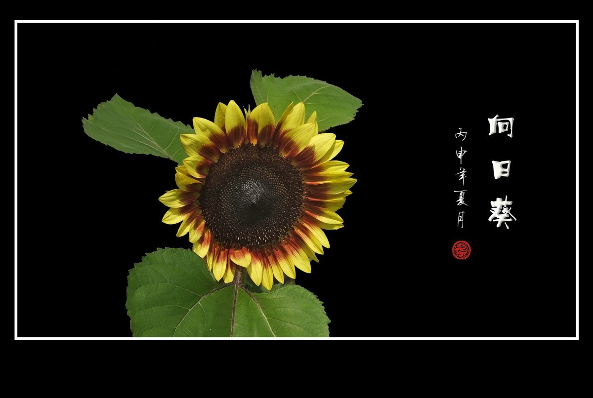 向阳花开的向日葵