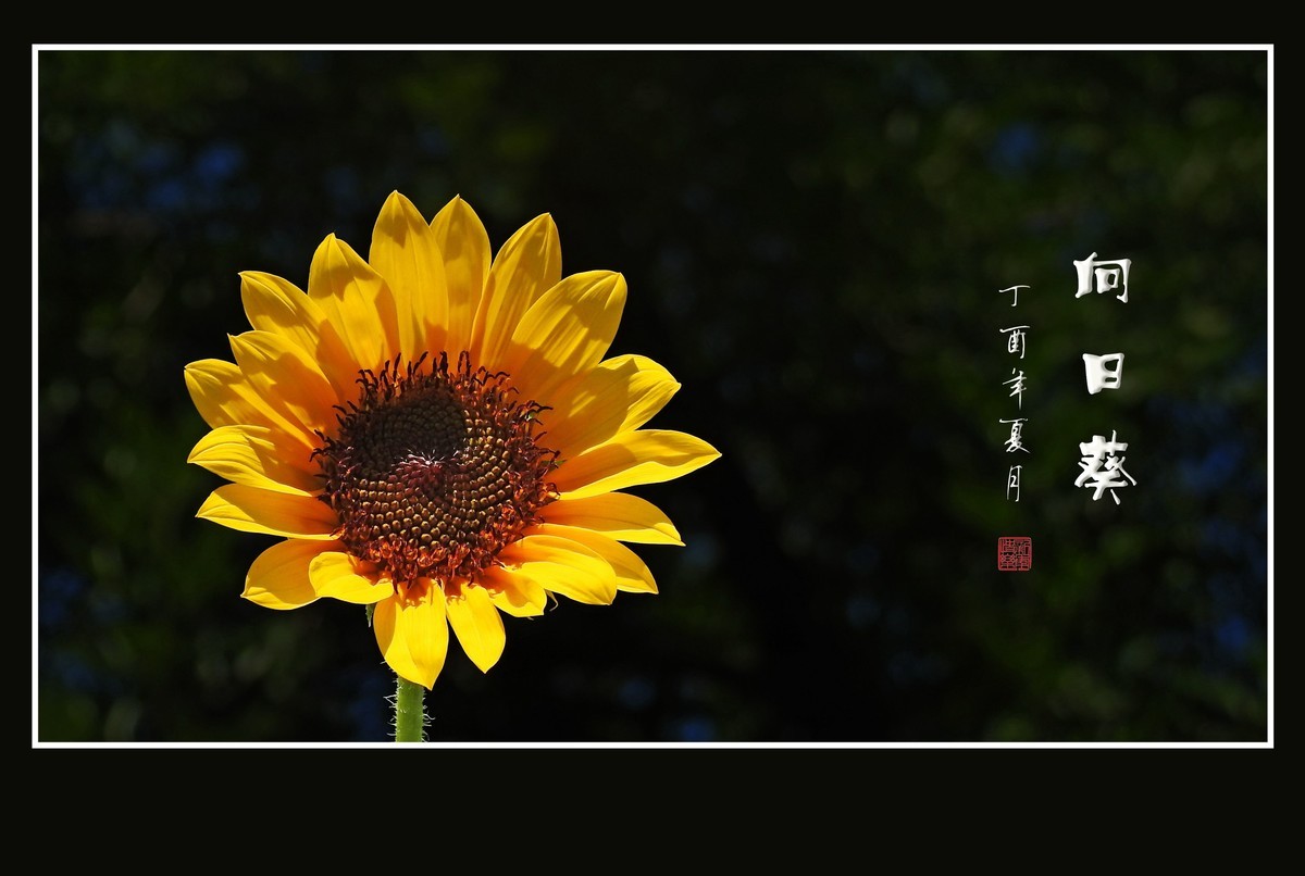 向阳花开的向日葵