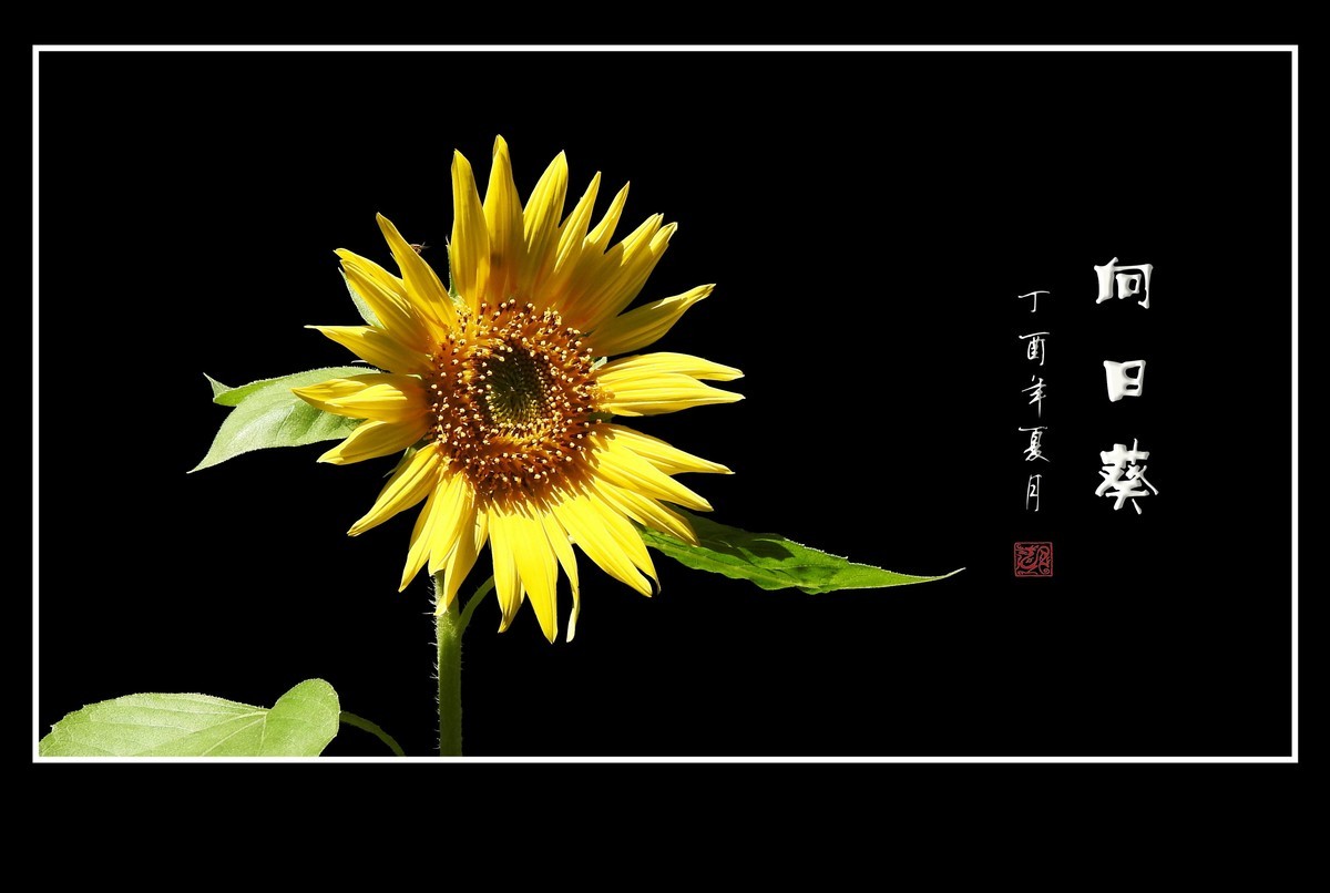 向阳花开的向日葵