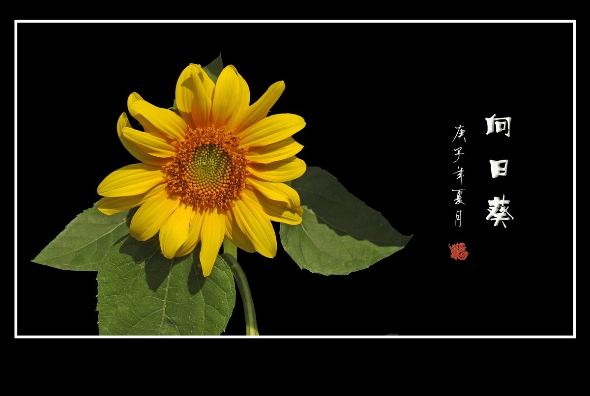 向阳花开的向日葵