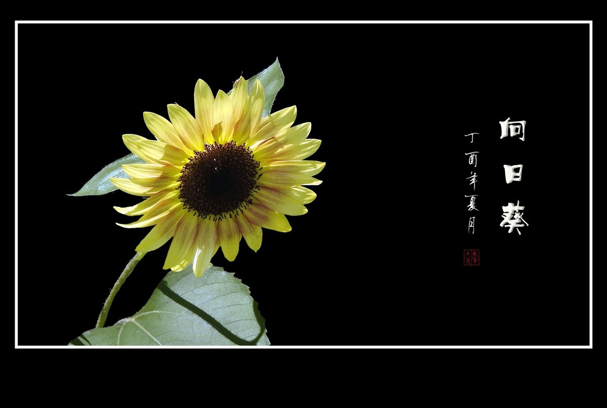 向阳花开的向日葵