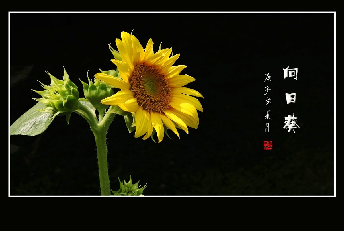 向阳花开的向日葵