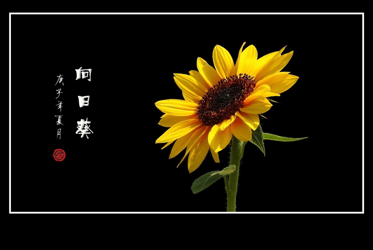 向阳花开的向日葵