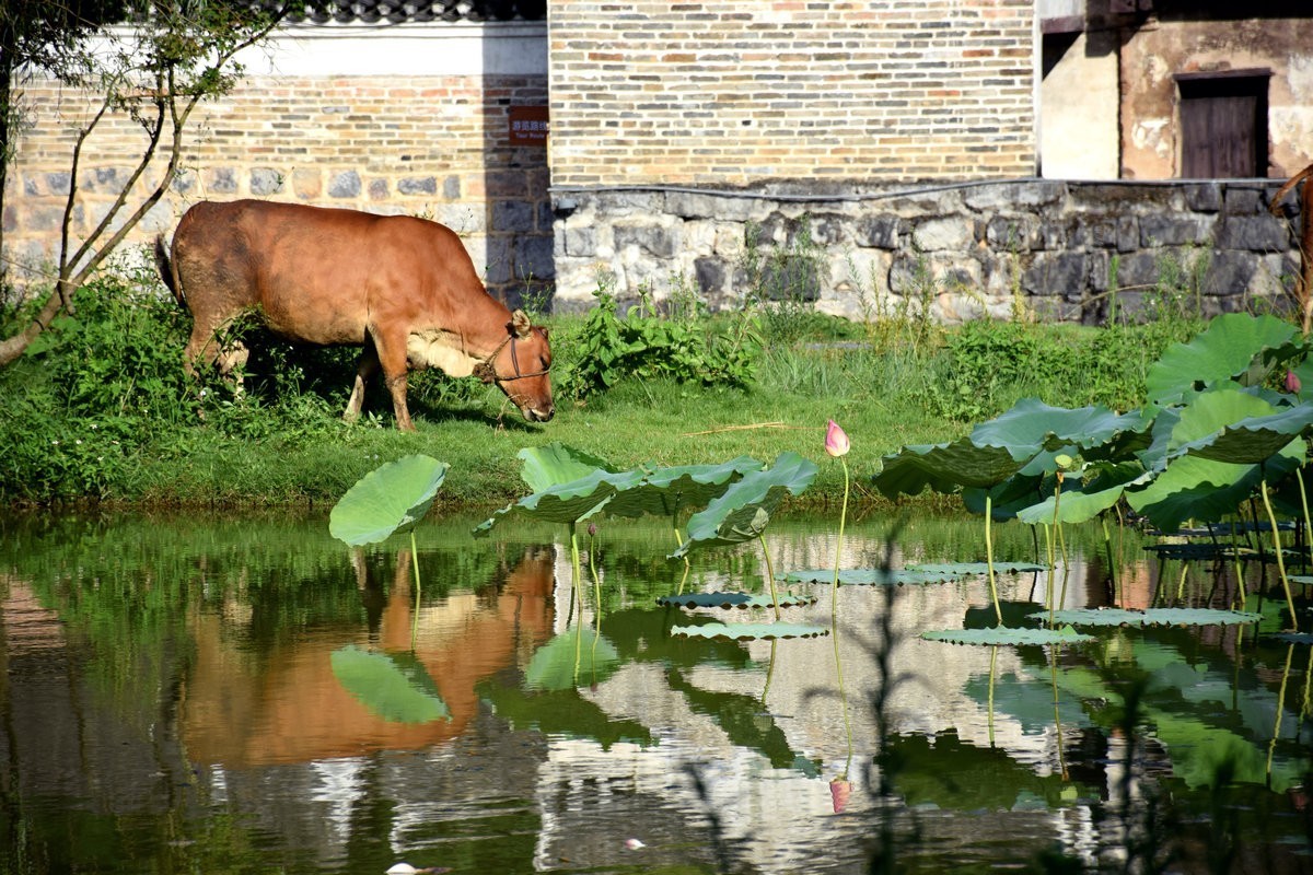 2024夏 海南环岛行（7）古韵之村的美丽