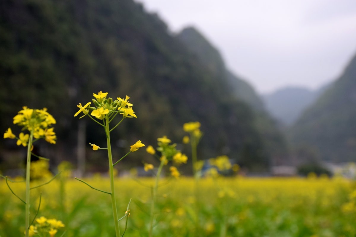 2024春节 滇桂沿边行（94）拔哥故里