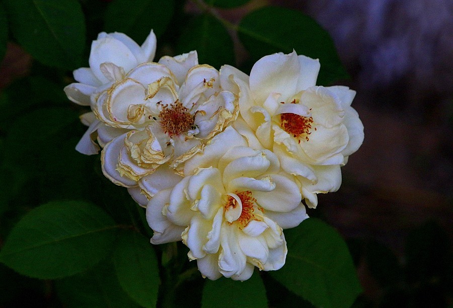 《不老松：纪实摄影》大美沧州系列報道：国庆节！发组月季片：祝大家月月安康、季季快