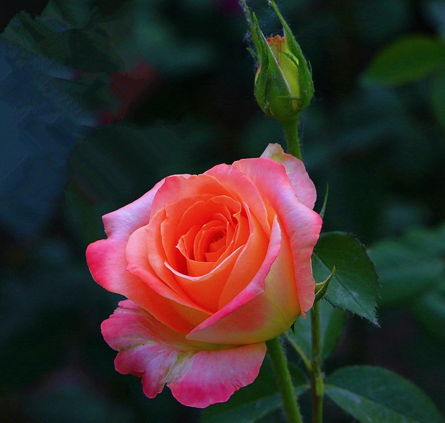 《不老松：纪实摄影》大美沧州系列報道：国庆节！发组月季片：祝大家月月安康、季季快