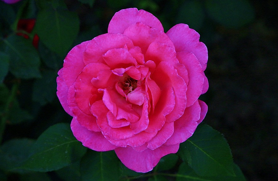 《不老松：纪实摄影》大美沧州系列報道：国庆节！发组月季片：祝大家月月安康、季季快