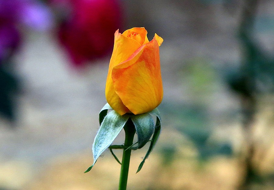 《不老松：纪实摄影》大美沧州系列報道：国庆节！发组月季片：祝大家月月安康、季季快