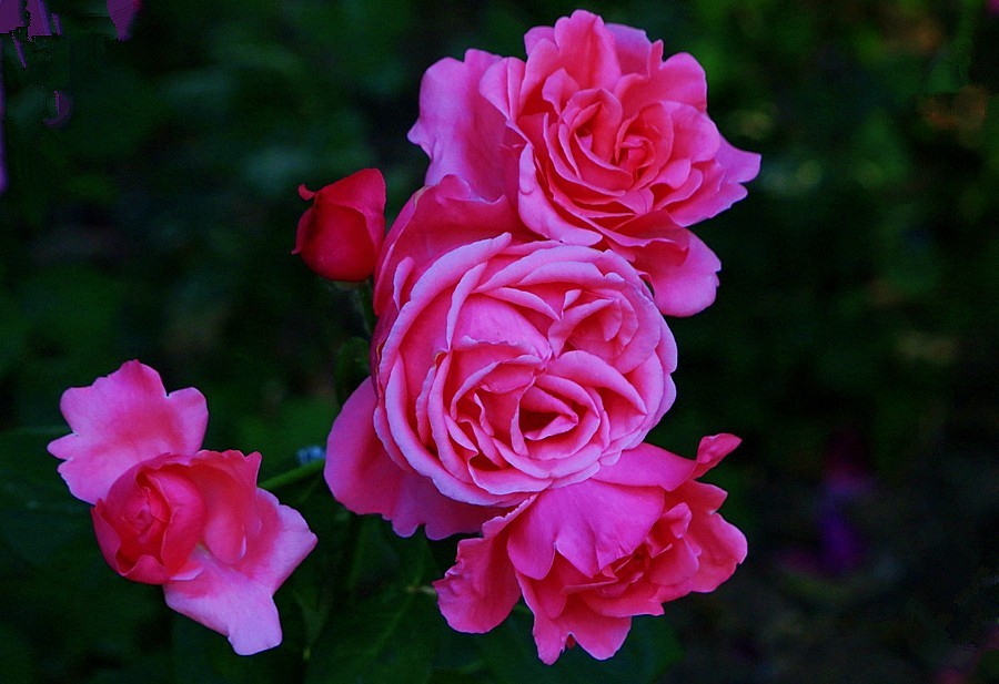 《不老松：纪实摄影》大美沧州系列報道：国庆节！发组月季片：祝大家月月安康、季季快