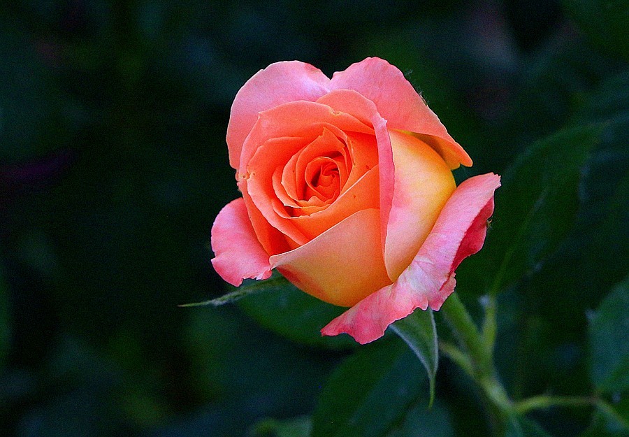 《不老松：纪实摄影》大美沧州系列報道：国庆节！发组月季片：祝大家月月安康、季季快