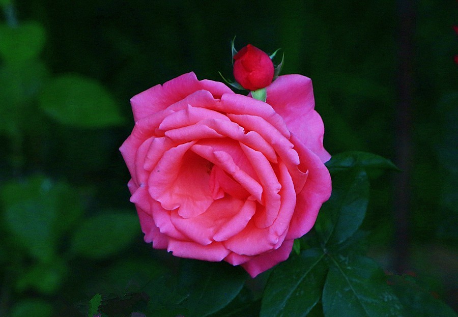 《不老松：纪实摄影》大美沧州系列報道：国庆节！发组月季片：祝大家月月安康、季季快