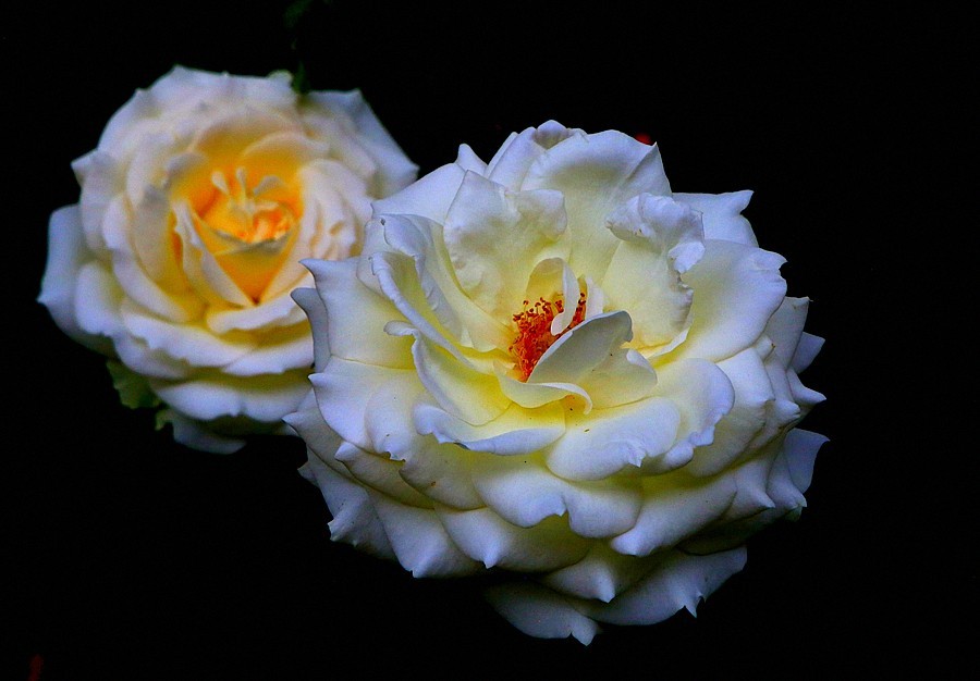 《不老松：纪实摄影》大美沧州系列報道：国庆节！发组月季片：祝大家月月安康、季季快