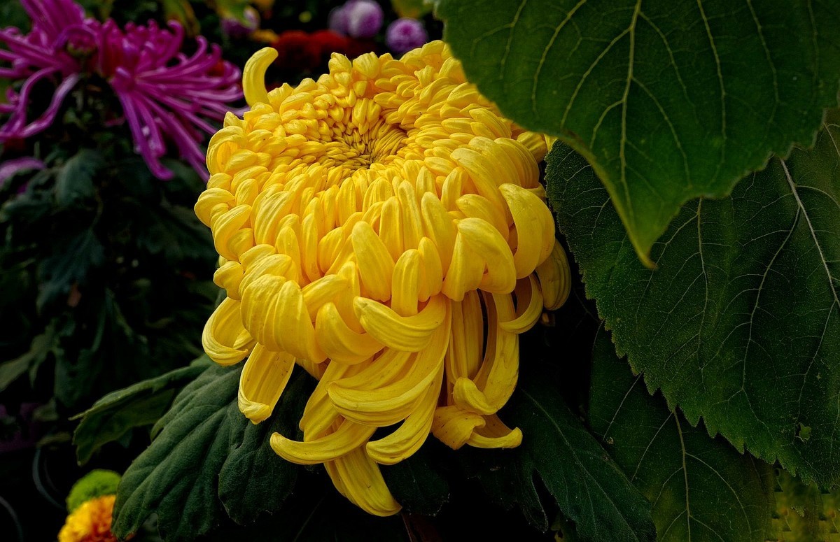 首义广场菊花展（下）