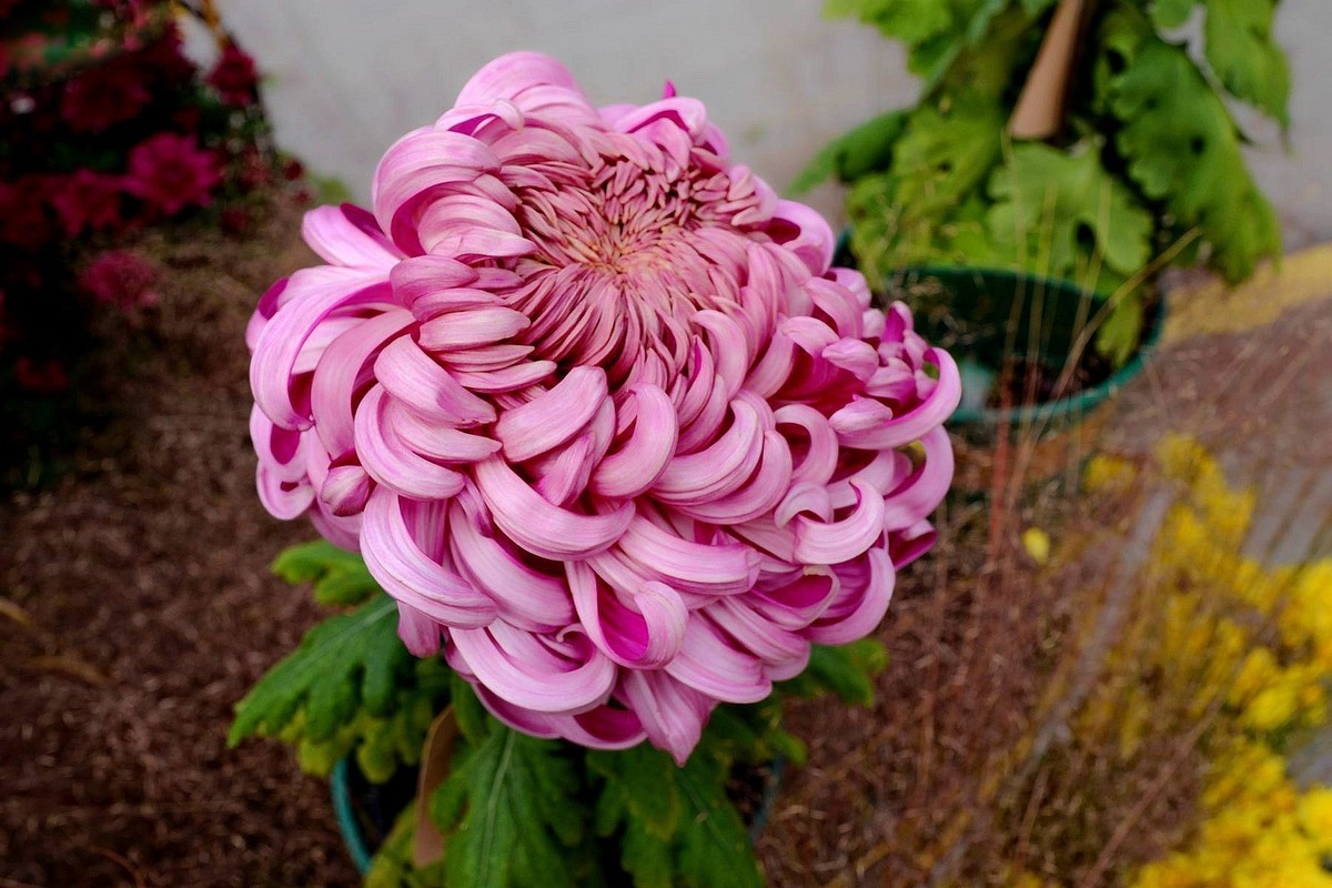 首义广场菊花展（下）