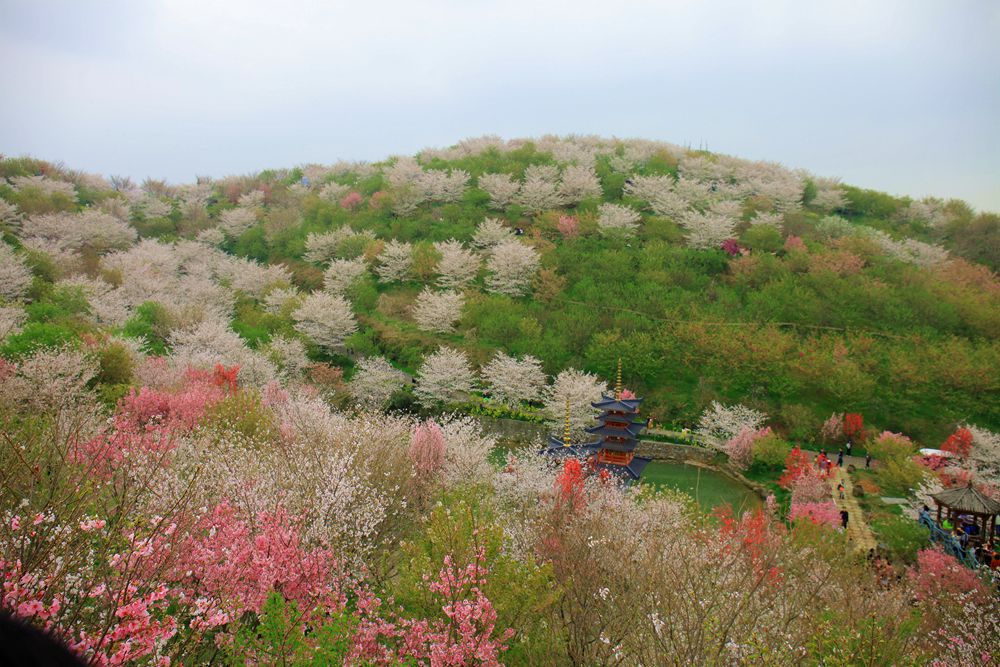 杭州樱花谷乐园