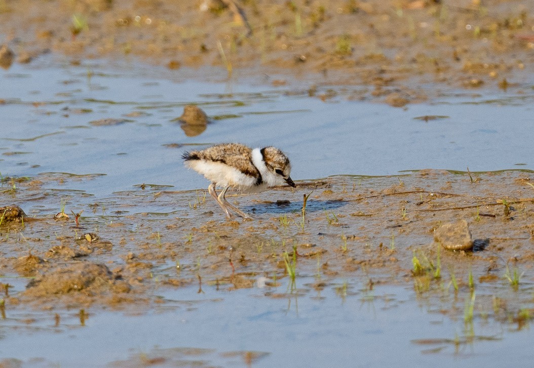 《金眶鸻》母子萌萌哒