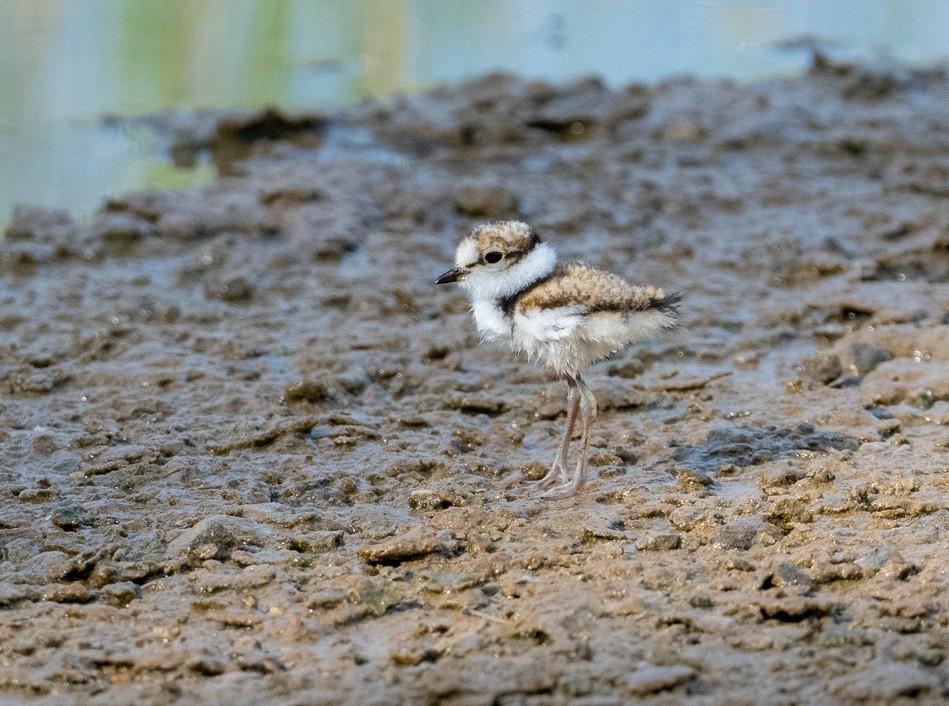 《金眶鸻》母子萌萌哒