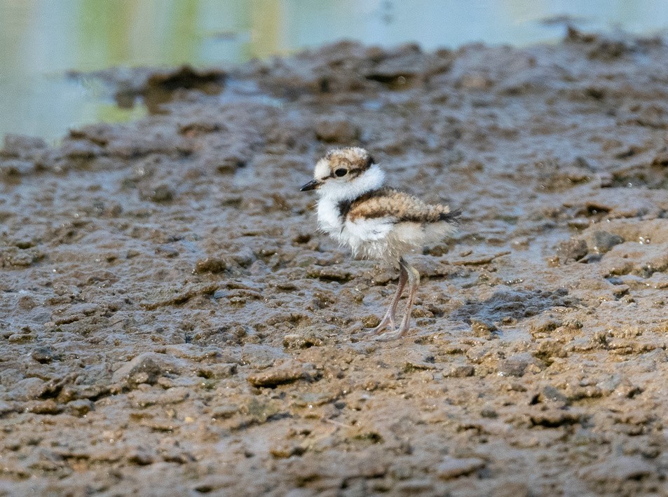 《金眶鸻》母子萌萌哒