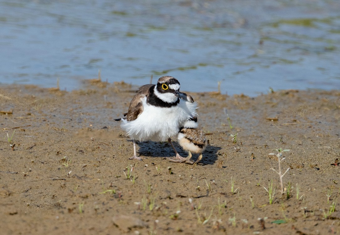 《金眶鸻》母子萌萌哒