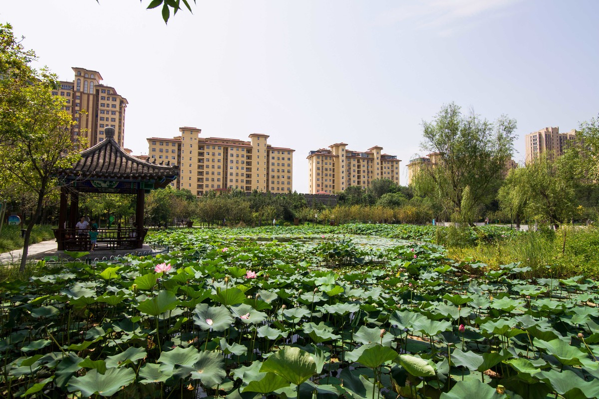 公园一角和邻家盆花