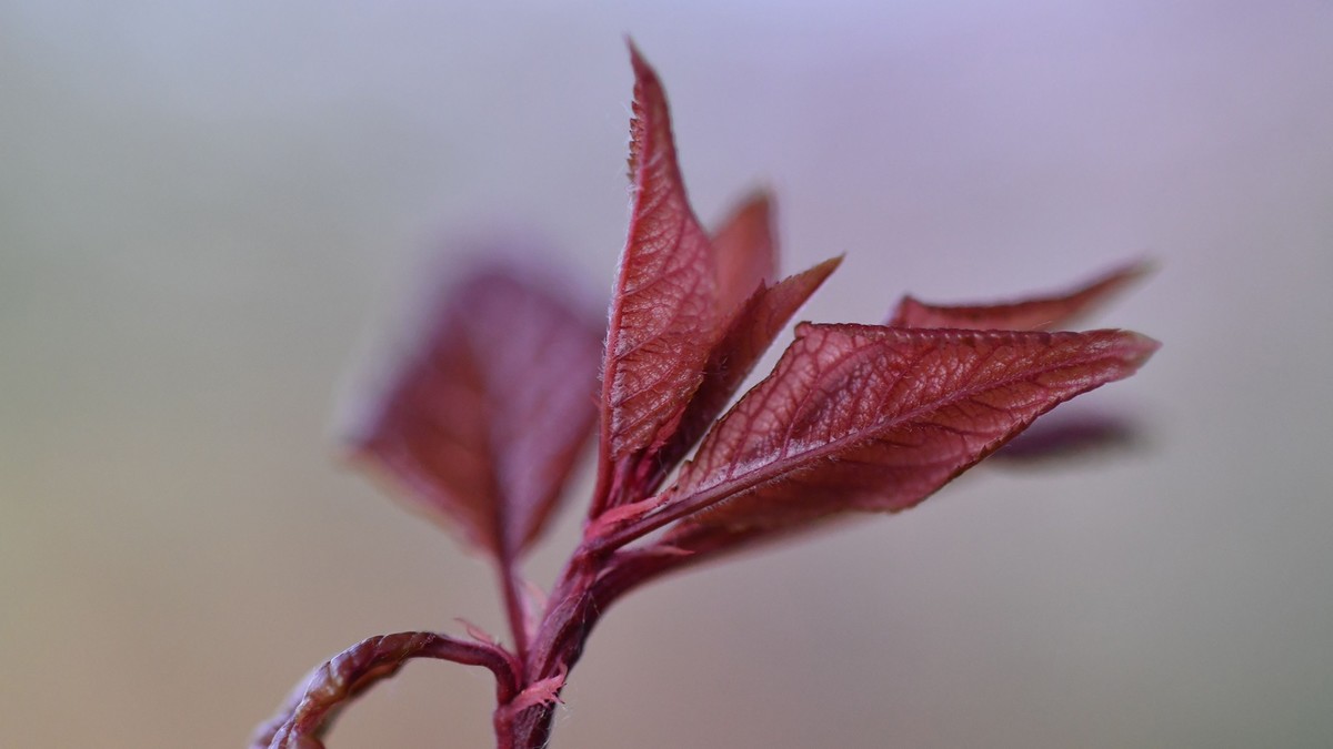 尼康105mm2.8 微距