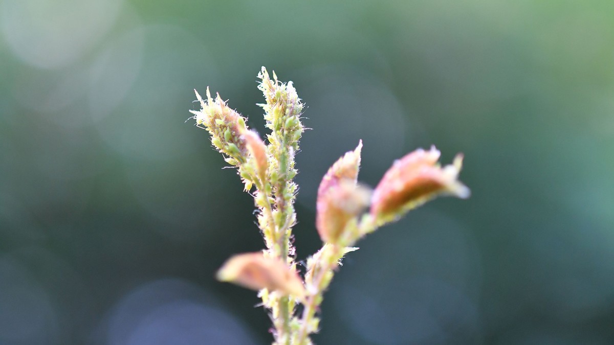 尼康105mm2.8 微距